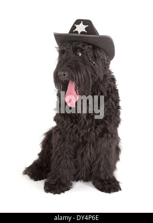 Black Russian Terrier (BRT o Stalin's dog) isolato su sfondo bianco Foto Stock