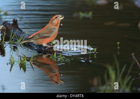 Parrot Crossbill (Loxia pytyopsittacus) Foto Stock