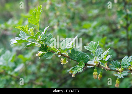 Uva spina verde ramoscello con fiori in primavera Foto Stock