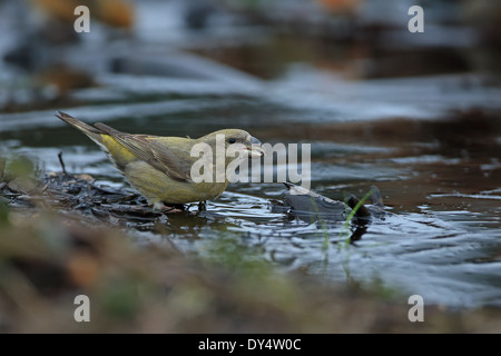Parrot Crossbill (Loxia pytyopsittacus) Foto Stock