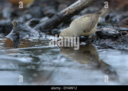 Parrot Crossbill (Loxia pytyopsittacus) Foto Stock
