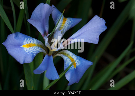 Close up di Iris unguicularis in fiore (8609) Foto Stock