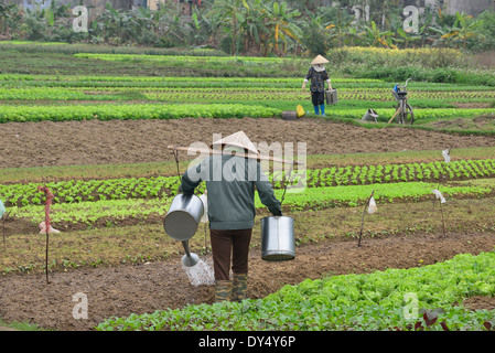 Giardinieri vietnamiti che annaffiano i raccolti seminati in giardini di tipo-assegnazione vicino alla strada principale dalla Baia di ha Long ad Hanoi, Vietnam del Nord Foto Stock