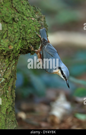 Picchio muratore (Sitta europaea caesia) Foto Stock