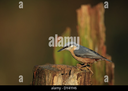 Picchio muratore (Sitta europaea caesia) Foto Stock