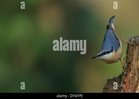 Picchio muratore (Sitta europaea caesia) Foto Stock