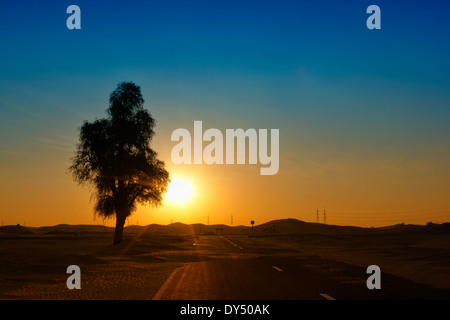 Deserto solitario albero in sunrise, Dubai, UAE Foto Stock