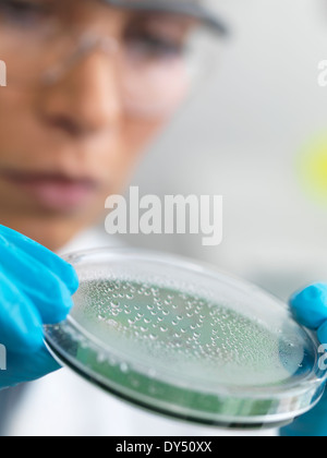 Close up della donna scienziato esaminando i microrganismi in capsula di petri Foto Stock