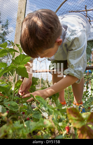 Ragazzo berry picking Foto Stock