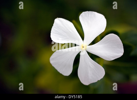 White Plumbago selvaggio fiore close up Foto Stock