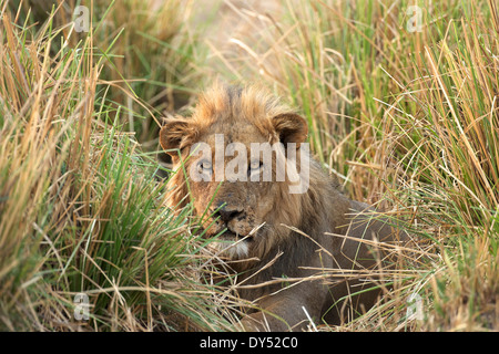 Maschio - lion Panthera leo - nascondendo in erba di adrenalina, Parco Nazionale di Mana Pools, Zimbabwe Africa Foto Stock