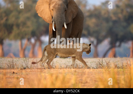 Leonessa - Panthera leo - a piedi passato dell' elefante africano bull - Loxodonta africana, Parco Nazionale di Mana Pools, Zimbabwe Africa Foto Stock