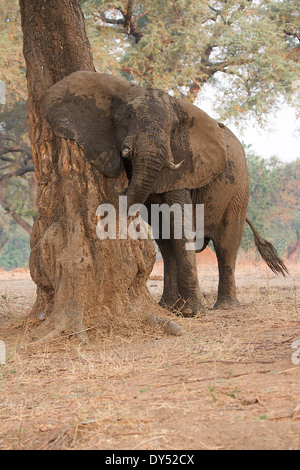 Elefante africano - Loxodonta africana - Bull, dopo il bagno di fango, Parco Nazionale di Mana Pools, Zimbabwe Africa Foto Stock