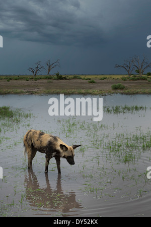 African Wild Dog (Lycaon Pictus) Foto Stock