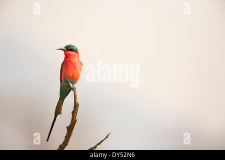 Southern Carmine gruccione - Merops nubicoides Foto Stock