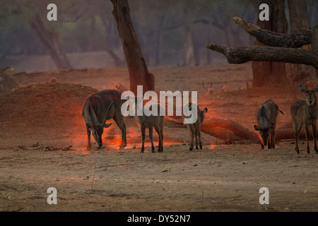 Waterbuck - Kobus ellipsiprymnus - all'alba Foto Stock