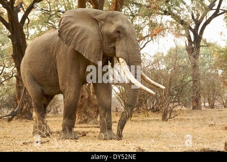 Elefante africano - Loxodonta africana - mature bull Foto Stock