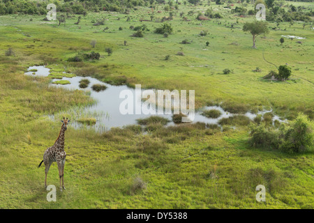 Vista aerea della giraffa, Okavango Delta, Chobe National Park, Botswana, Africa Foto Stock