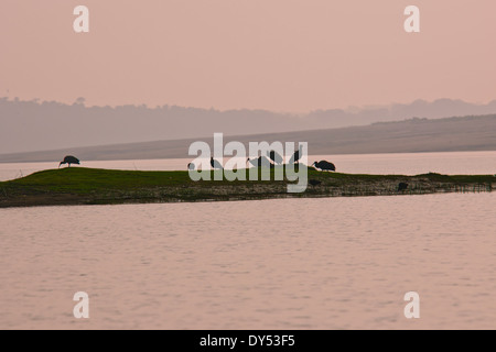 Fiume Chambal è un affluente del fiume Yamuna in India centrale,fa parte della maggiore Gangetic sistema drenante,Rajasthan Foto Stock