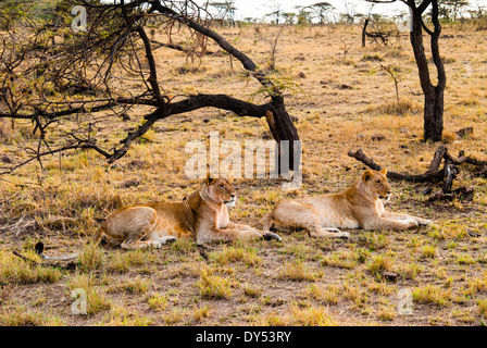 I Lions femmina (Panthera leo), il Masai Mara riserva nazionale, Kenya, Africa orientale, Africa Foto Stock