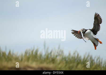 Atlantic Puffin in volo con il pesce in bocca, farne Islands, Northumberland, Inghilterra Foto Stock