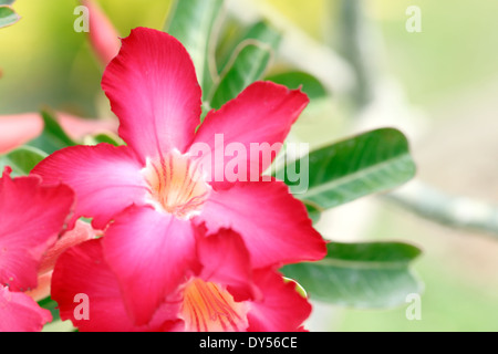 Red adenium fiore su albero nel giardino. Foto Stock