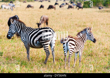 Comune (zebra Burchell's zebra) (Equus burchelli), il Masai Mara riserva nazionale, Kenya, Africa orientale, Africa Foto Stock