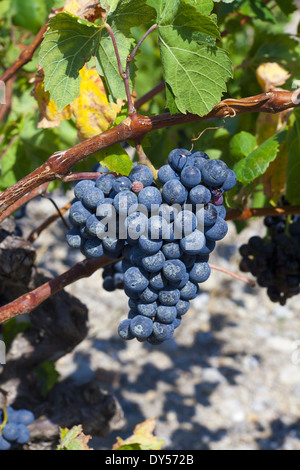 Mature uve blu su vigneti nel sud della Francia Foto Stock