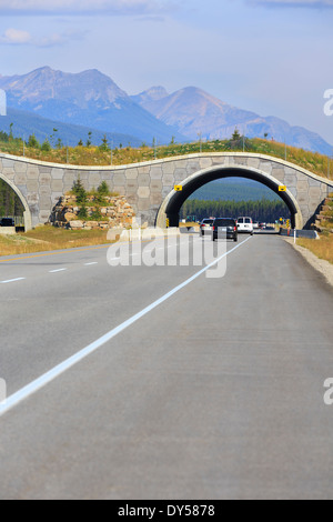 La fauna selvatica del cavalcavia che attraversa la Trans-Canada Highway, il Parco Nazionale di Banff, Alberta, Canada Foto Stock