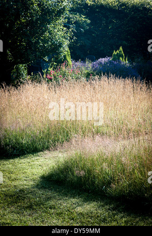 La mattina presto sole splende attraverso un selvaggio fiore prato sul piccolo prato in un giardino inglese Foto Stock