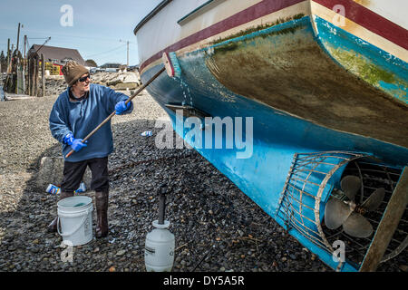Pulizia di Primavera, Mark bianco un pescatore di aragoste in Kennebunkport Maine ,U.S.A.spende la pulizia giornaliera cirripedi al di fuori del lato inferiore della sua Lobster Boat,. È l'ultima cosa che ha a che fare per ottenere il suo astice vasi e iniziare la pesca(, la molla è davvero qui all ultimo credito: 2014 Foto di Richard F. Owens/ALAMY LIVE NEWS) Foto Stock