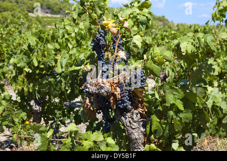 Mature uve da vino nel sud della Francia a Gruissan poco prima della raccolta Foto Stock