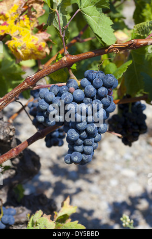 Mature uve blu prima annata di produzione nel sud della Francia nella regione Linguadoca Rossiglione Foto Stock