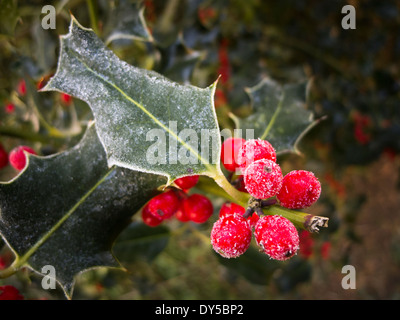 Comune di agrifoglio e bacche rosse smerigliati in giardino Foto Stock