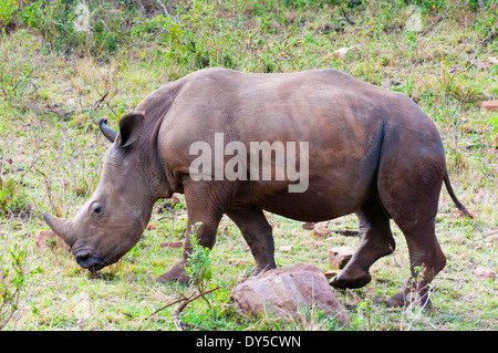 Rinoceronte bianco (rhino), Ceratotherium simum, il Masai Mara riserva nazionale, Kenya, Africa orientale, Africa Foto Stock