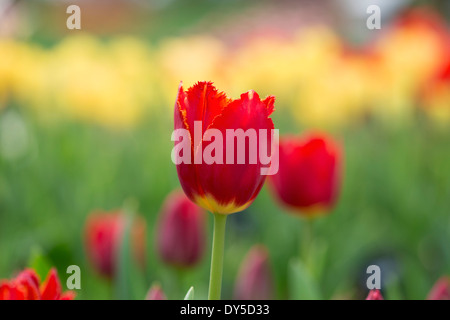 Tulipa. Tulip Ito Holland fiori Foto Stock