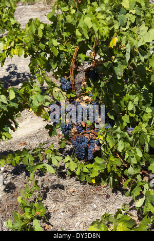 Cluster di piena maturazione uve rosse sui vigneti nella regione intorno a Gruissan Foto Stock