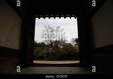 Un grande albero è visto attraverso uno sportello presso il Palazzo di Changdeok a Seoul, Corea del Sud Foto Stock