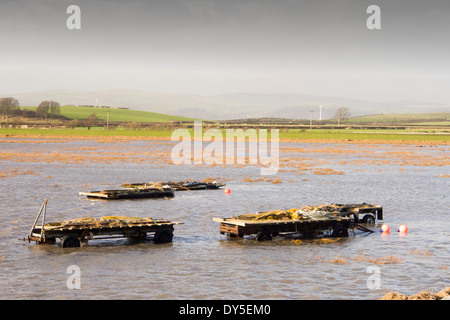 Gamberetti fishermens rimorchi inondato da acqua di inondazione durante un eccezionalmente alta marea vicino Cark in Cartmell sulla baia di Morecambe Foto Stock