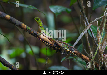 Un giovane foresta amazzonica Dragon (Enyalioides laticeps) appollaiato su un ramo sottile nel bacino amazzonico del Perù. Foto Stock