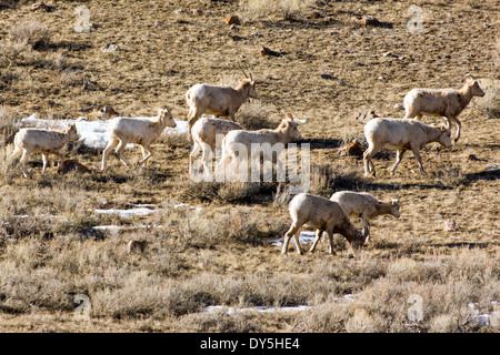 Bighorn, pecore e agnelli, Ovis canadensis, vicino a Jackson Hole, Wyoming USA Foto Stock