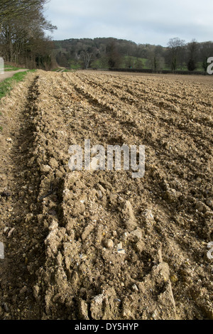 Campo Arato con bosco Foto Stock