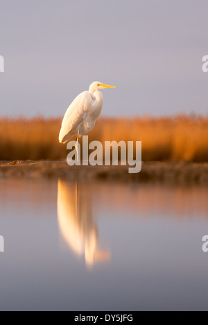 Airone bianco maggiore (Ardea alba) su un lago che al crepuscolo Foto Stock