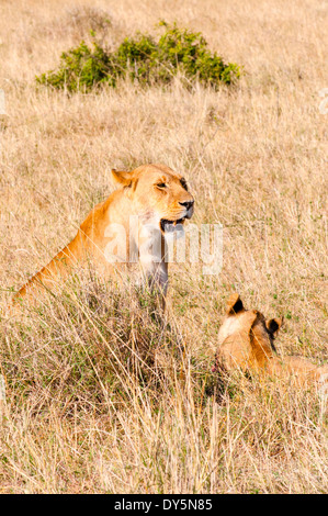 Lion cub con leonessa (Panthera leo), il Masai Mara riserva nazionale, Kenya, Africa orientale, Africa Foto Stock