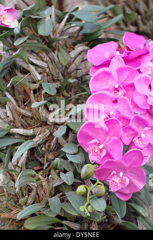 Orchidee viola sugli alberi del giardino. Foto Stock