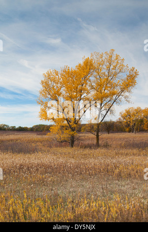 Stati Uniti d'America, Nebraska, Beatrice, Homestead Monumento Nazionale d'America, prateria prateria Foto Stock