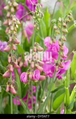 Close up di Lathyrus latifolius, perenne pisello dolce e perenne Peavine o pisello perenne. Fiori di colore rosa e boccioli. Foto Stock
