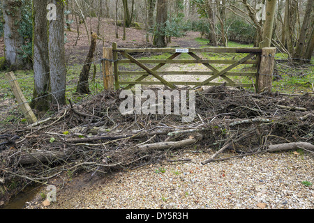 I detriti lavato fino contro il cancello di legno da un piccolo ruscello 50 metri in alluvioni del 2014 nella nuova foresta England Regno Unito Foto Stock