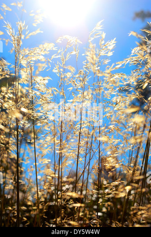 Stipa gigantea 'Gold Fontaene' Foto Stock