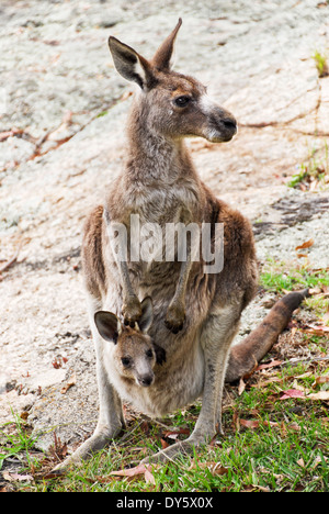 Un canguro con un joey Foto Stock
